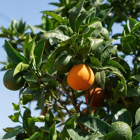 Citrus By Algarve Holidays